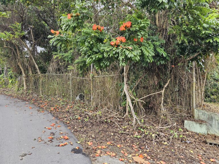 Land in front of House included