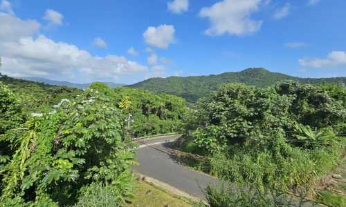 ceiba-340
